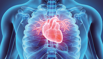 Bild Siloah St. Trudpert Klinikum, Klinik für Innere Medizin 2, Brustkorb mit Fokus auf das Herz